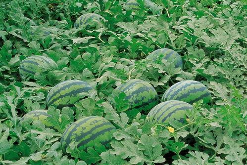 vx吃瓜群长沙,揭秘都市生活背后的八卦风云