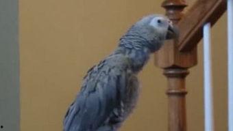 吃瓜群众的鹦鹉,吃瓜群众乐翻天