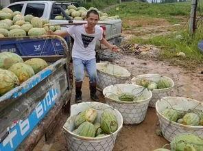村西吃瓜群众,揭秘乡村生活百态