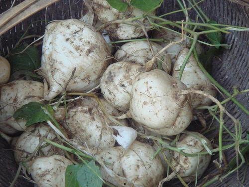 野生土瓜怎么吃,探索自然美味的新境界