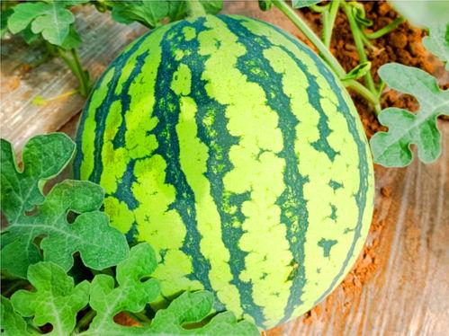 网络上可以吃瓜,揭秘热门事件背后的真相与笑料