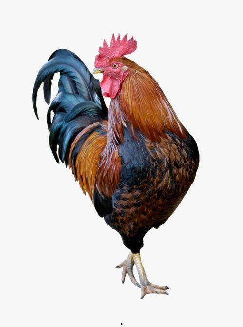 阿根廷进口的鸡瓜如何吃,阿根廷进口鸡瓜的多样食用指南