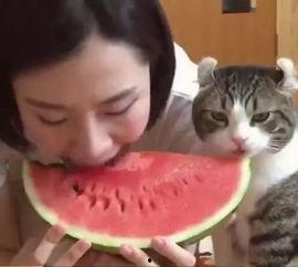 主人吃西瓜猫咪抢瓜吃,主人与猫咪共享西瓜美味瞬间