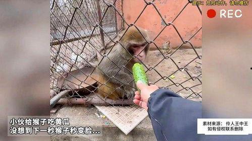 给猴子吃瓜根,探寻自然与欢乐的和谐交响