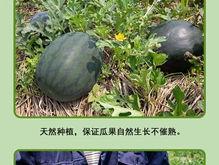 吃一口麒麟瓜,尽享夏日清凉滋味