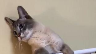 小脑斧吃瓜,小脑斧的瓜界探险记