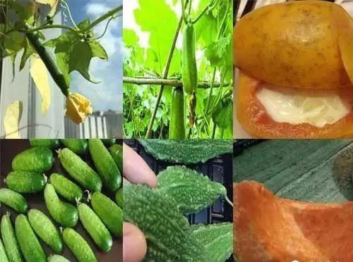 搜索瓜瓜吃瓜,揭秘娱乐圈的甜蜜与苦涩