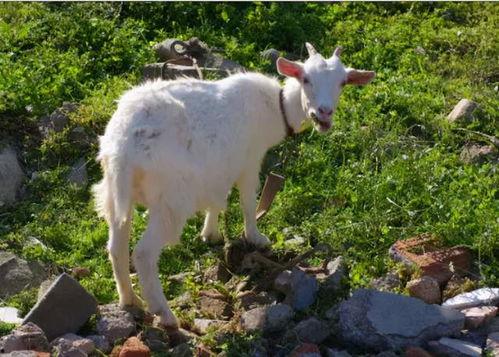 羊为什么吃苗条瓜,探寻羊的饮食习惯之谜