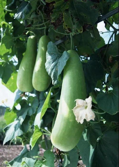 吃斋可以吃蒲瓜吗,蒲瓜——素食者的健康选择