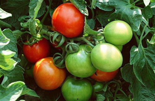 霸总吃瓜番茄,揭秘番茄背后的秘密