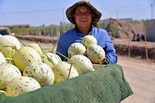 瓜州吃瓜季节,瓜香四溢，尽享吃瓜盛宴