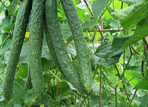 吃梨瓜文案,夏日清新解渴新宠