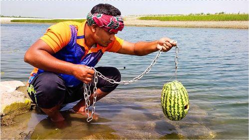 捕鱼吃瓜,夏日休闲新风尚