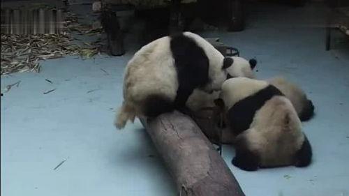 熊猫吃瓜被打,一场意外的“瓜界风波”