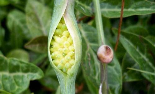 风吹半夏吃瓜组,揭秘吃瓜组的神秘魅力