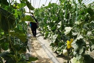 桓台吃瓜视频,揭秘当地特色美食与风土人情