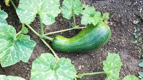 瓠瓜角瓜能一起吃吗,瓠瓜与角瓜的搭配食用指南