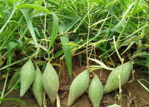 梦见自己吃地梢瓜,揭秘地梢瓜的神秘诱惑