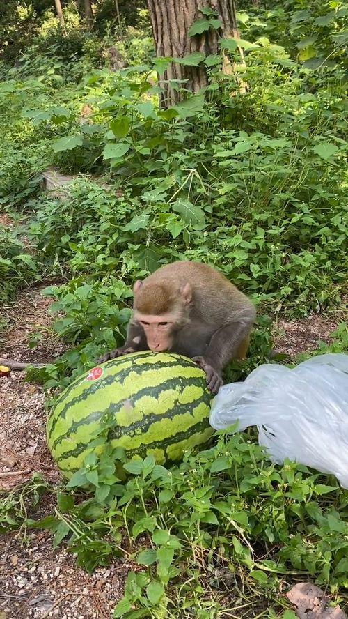 牲口哥吃瓜,揭秘娱乐圈背后的秘密与真相