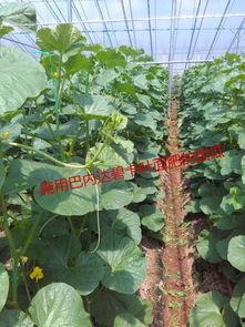 运城吃瓜,吃瓜也能吃出风味