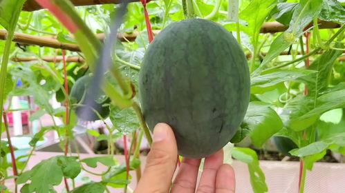 近期很火的瓜吃瓜,近期热门瓜料盘点