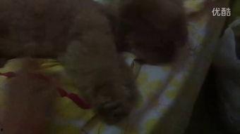 韩小酸吃瓜视频,揭秘娱乐圈幕后真相