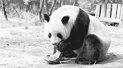 熊猫猫吃瓜,熊猫猫的瓜界探险记