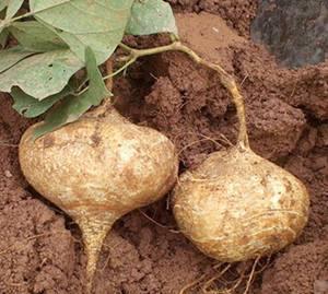 发烧可以吃土瓜,发烧时的天然退热良方