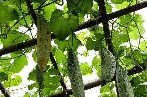 中午吃老鼠瓜视频,揭秘老鼠瓜的神秘面纱