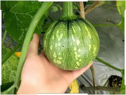 小袁在线吃瓜,揭秘娱乐圈幕后故事