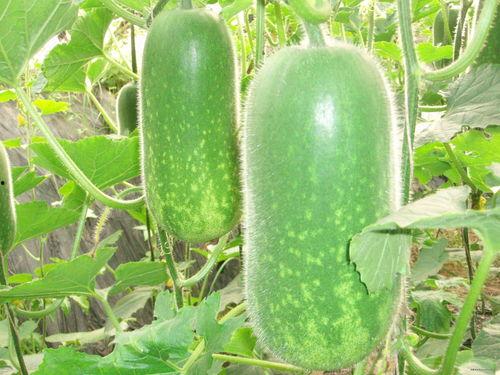 吃瓜一枚1234,一场网络热词背后的故事