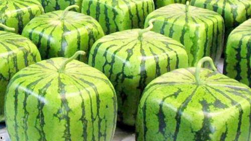 免费的瓜随便吃,畅享无拘无束的美食之旅