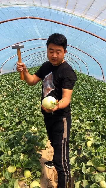 阎良瓜心变红了可以吃,美味佳肴待品尝