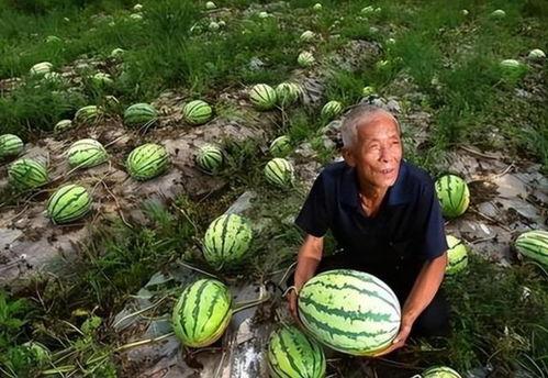 科技吃瓜怎么了