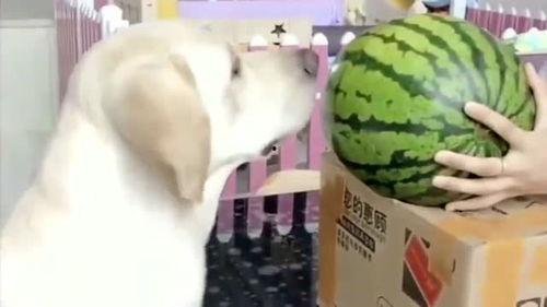 给主人弄个瓜吃,为主人精心准备的瓜果盛宴