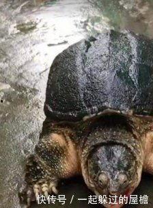 鳄龟吃不吃瓜,揭秘它们是否爱吃瓜果