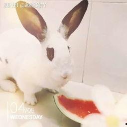 萌兔吃瓜头像可爱,可爱指数爆表！