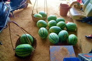 吃瓜的瓜田,揭秘吃瓜背后的故事与奥秘