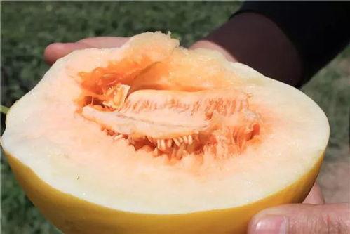 吃蜜瓜不吃饭,吃蜜瓜，轻松享受美味与轻盈