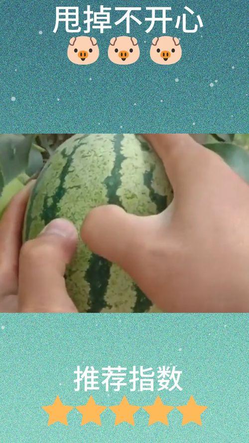 狗头妹吃瓜,揭秘娱乐圈幕后真相