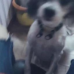 吃瓜猪妹,揭秘娱乐圈背后的那些事儿