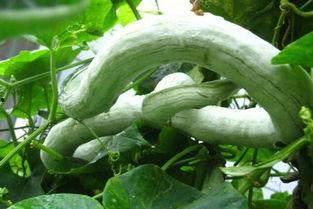 吃蛇瓜放屁吗,揭秘吃蛇瓜放屁之谜