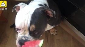 猫和狗吃瓜,瓜果飘香下的和谐食趣