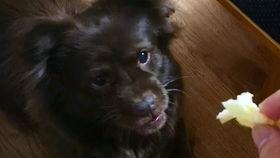 狗子吃瓜被挤,瓜田里的“吃货”新秀