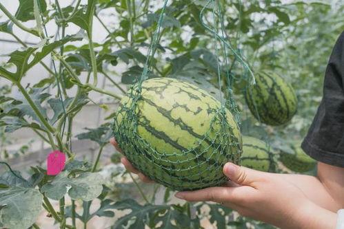 武安吃瓜事件后续发展,真相大白，后续发展引人关注