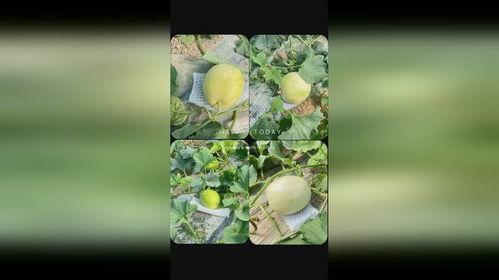 吃遍天下的瓜,尽享人间烟火气