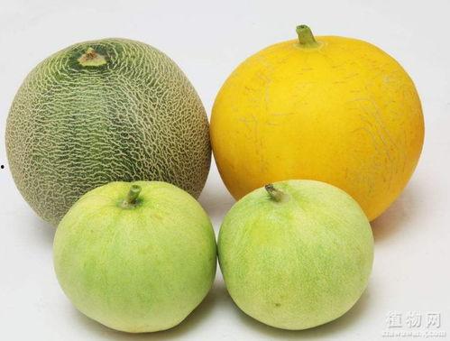 吃瓜嗓子,揭秘娱乐圈幕后真相