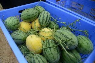 瓜闻天下吃瓜群,揭秘吃瓜群里的热门话题与幕后故事